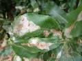 Macadamia leaf miner 